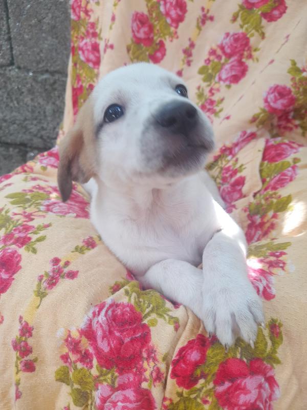 🐾💛Macchia – Un Batuffolo Di 2 Mesi Che Non Deve Crescere Senza Amore🐾💛